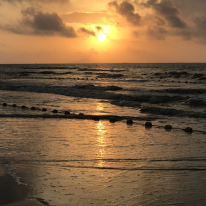 我被藏獒弄了高潮三次
